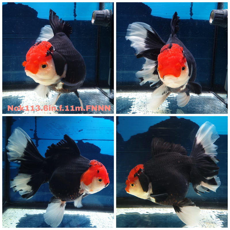 H(NOK-113) Thai Super Jumbo Black Red Head Orchid Tail Oranda 6.00 inch Body Female 11 Months Age