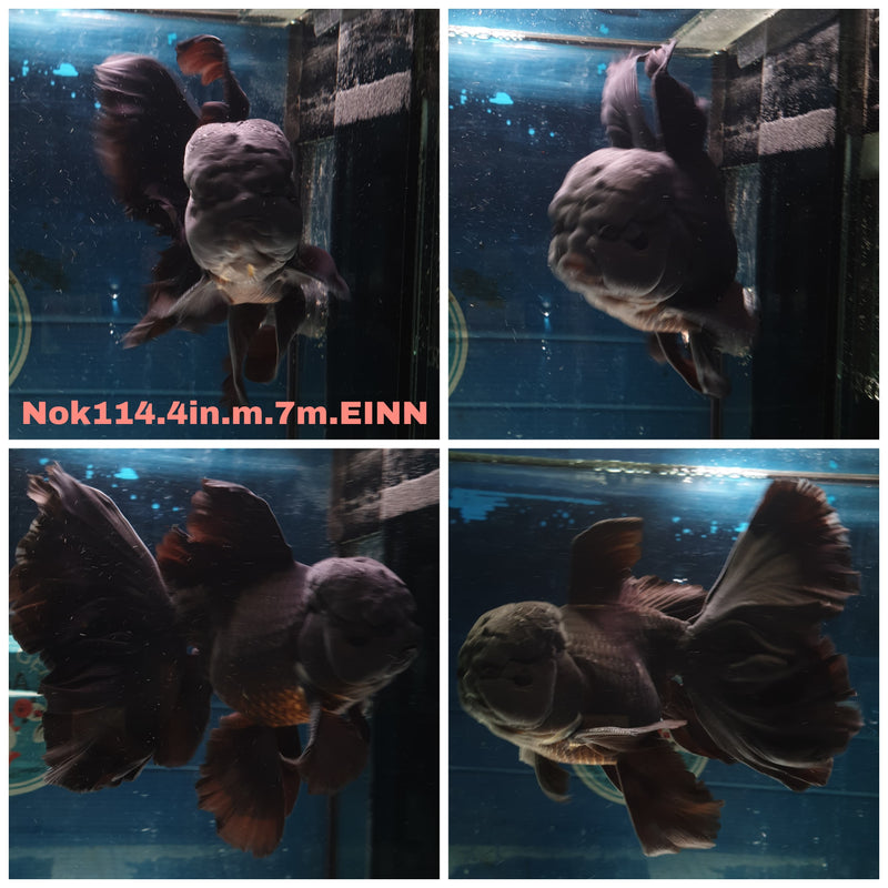 H(NOK-114) Thai Black Orchid Tail Oranda 4.00 inch Body Male 7 Months Age