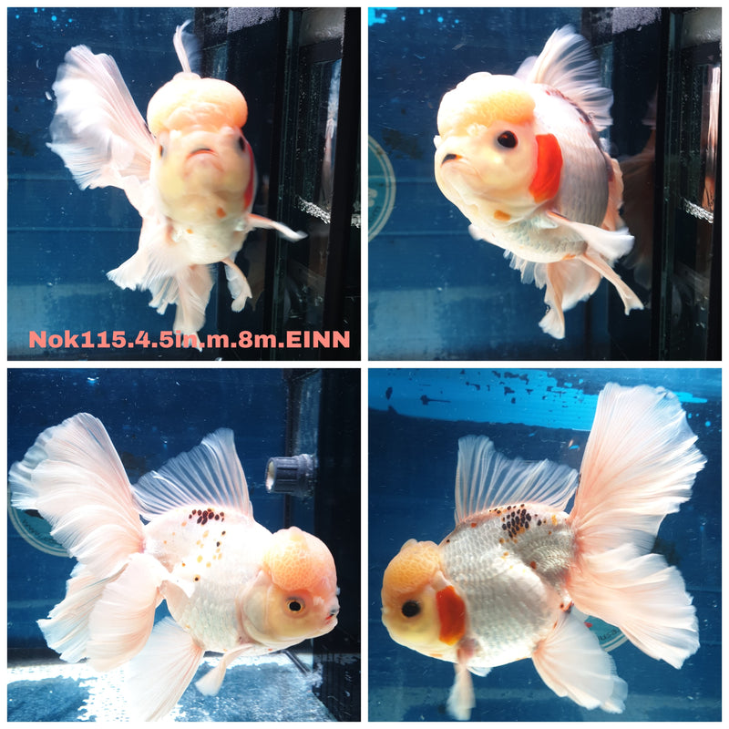 H(NOK-115) Thai Jumbo Red/White Orchid Tail Oranda 4.50 inch Body Male 8 Months Age