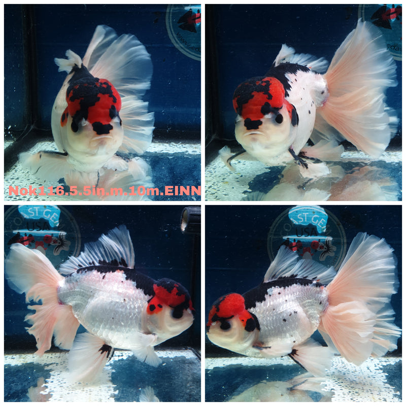 H(NOK-116) Thai Super Jumbo Tri Color Orchid Tail Oranda 5.50 inch Body Male 10 Months Age