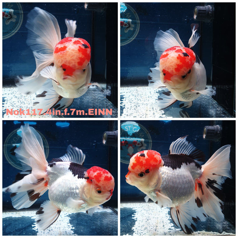 H(NOK-117) Thai Tri Color Orchid Tail Oranda 4.00 inch Body Female 7 Months Age