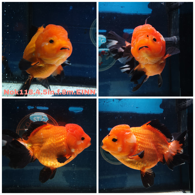 (NOK-118) Thai Jumbo Apache Orchid Tail Oranda 4.50 inch Body Female 8 Months Age