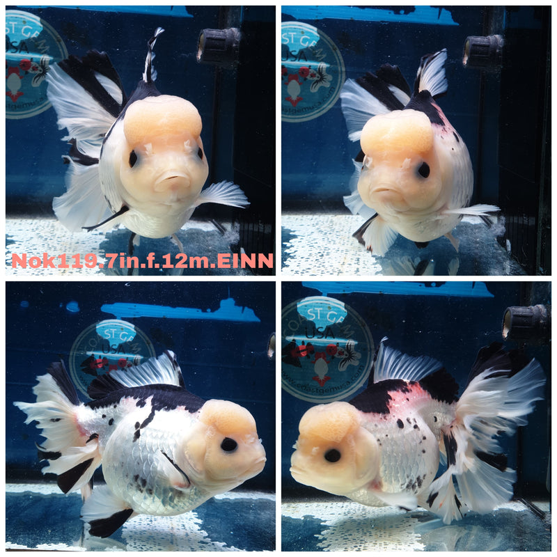 H(NOK-119) Thai Super Jumbo Panda Orchid Tail Oranda 7.00 inch Body Female 12 Months Age