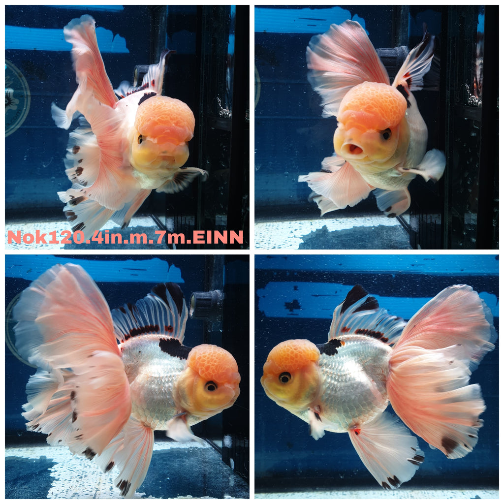 Live Thai Fancy Goldfish for Sale. — Coast Gem USA