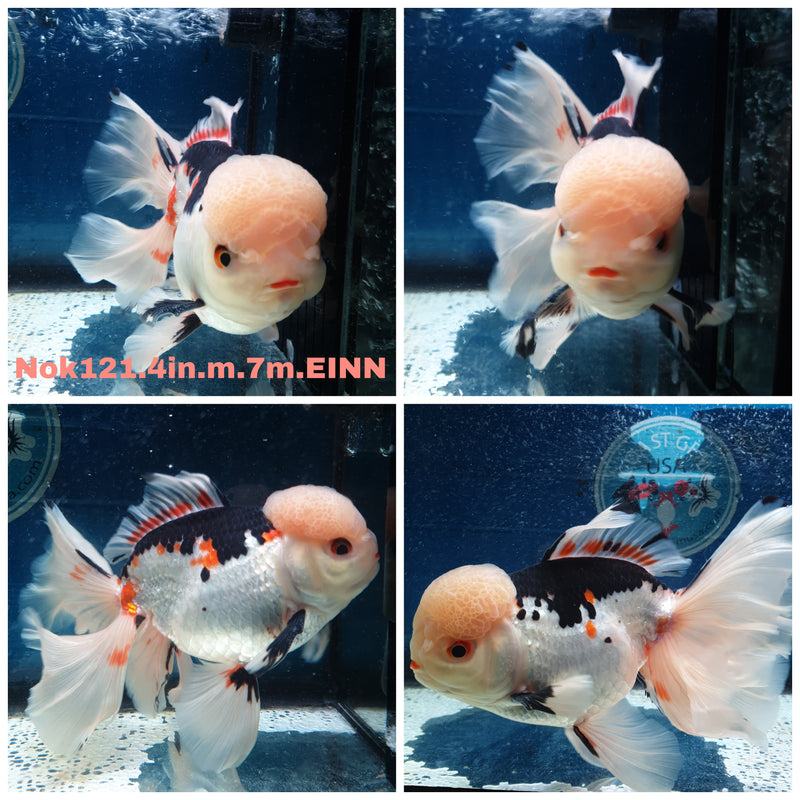 HERE(NOK-121) Thai Tri Color Orchid Tail Oranda 4.00 inch Body Male 7 Months Age