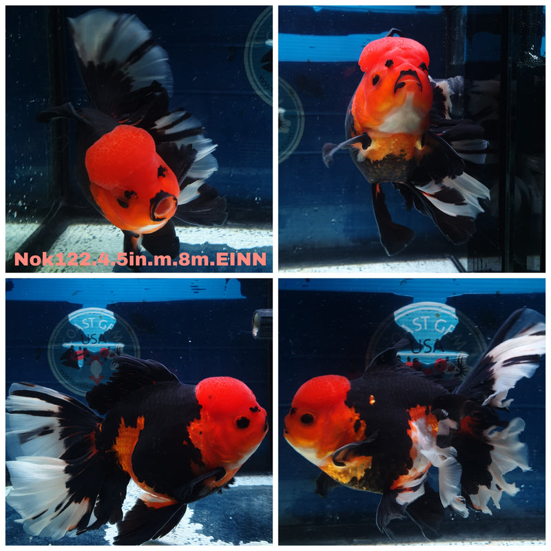 H(NOK-122) Thai Jumbo Apache Orchid Tail Oranda 4.50 inch Body Male 8 Months Age