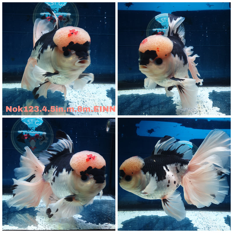 H(NOK-123) Thai Jumbo Panda Orchid Tail Oranda 4.50 inch Body Male 8 Months Age