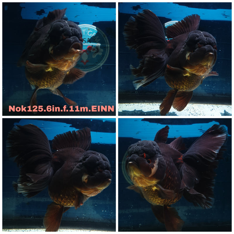 H(NOK-125) Thai Super Jumbo Black Orchid Tail Oranda 6.00 inch Body Female 11 Months Age