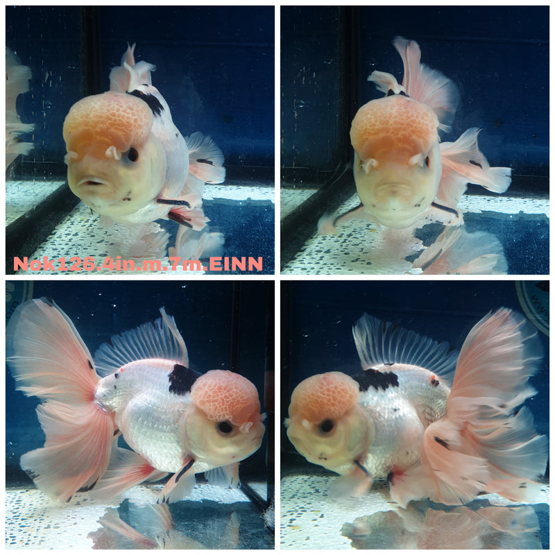 HERE(NOK-126) Thai Panda Orchid Tail Oranda 4.00 inch Body Male 7 Months Age