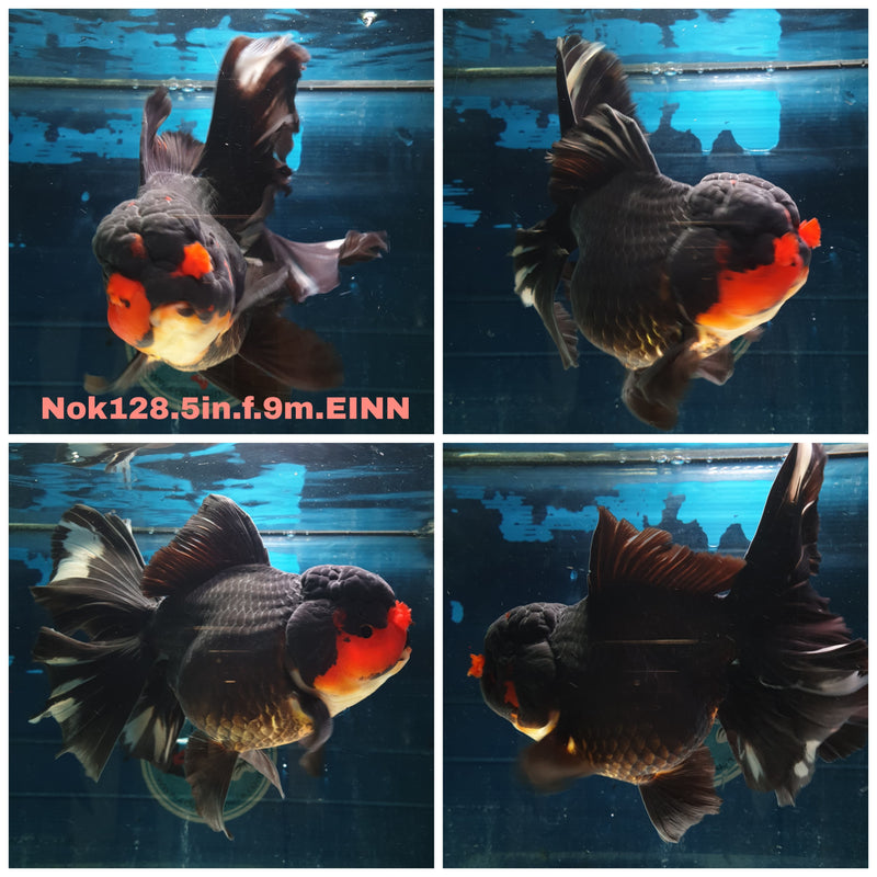 (NOK-128) Thai Jumbo Apache Orchid Tail Oranda 5.00 inch Body Female 9 Months Age