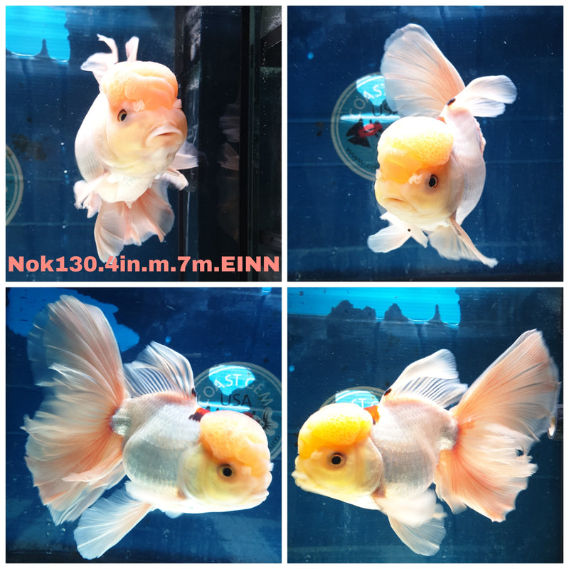 H(NOK-130) Thai Lemon Head Tri Color Orchid Tail Oranda 4.00 inch Body Male 7 Months Age