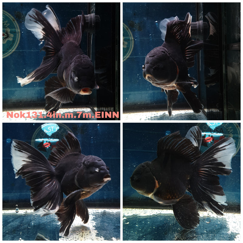 H(NOK-131) Thai Black Orchid Tail Oranda 4.00 inch Body Male 7 Months Age
