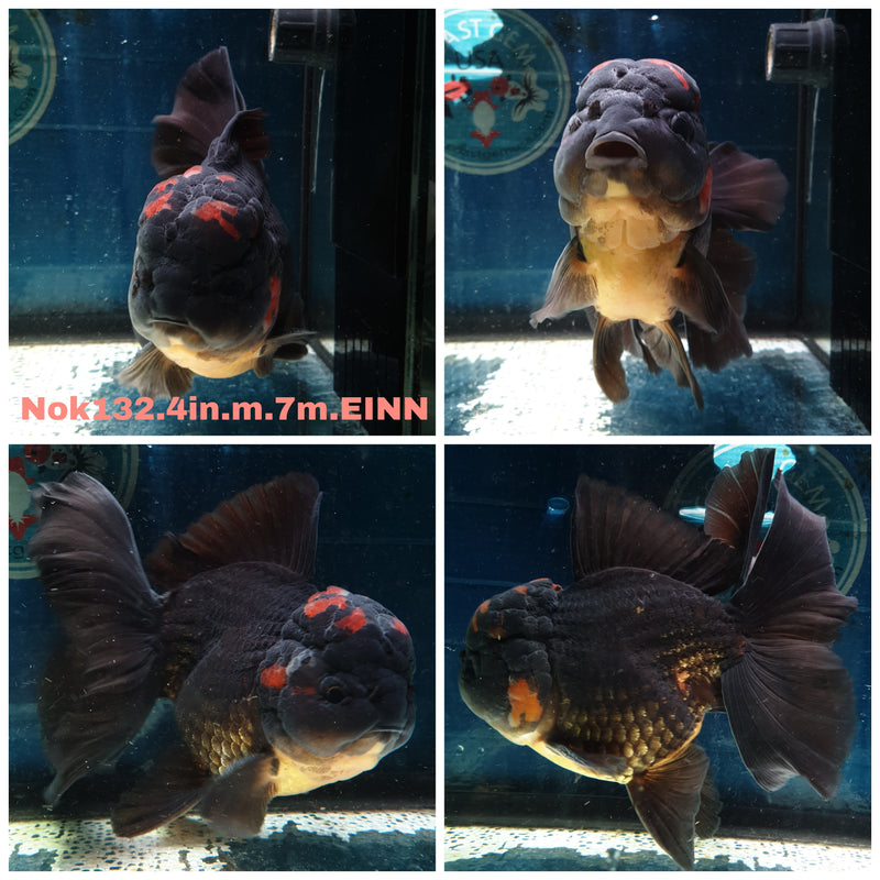 (NOK-132) Thai Black Apache Orchid Tail Oranda 4.00 inch Body Male 7 Months Age