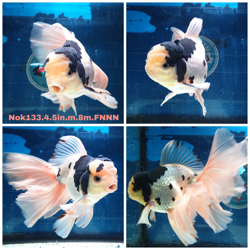 HERE(NOK-133) Thai Jumbo Panda Orchid Tail Oranda 4.50 inch Body Male 8 Months Age