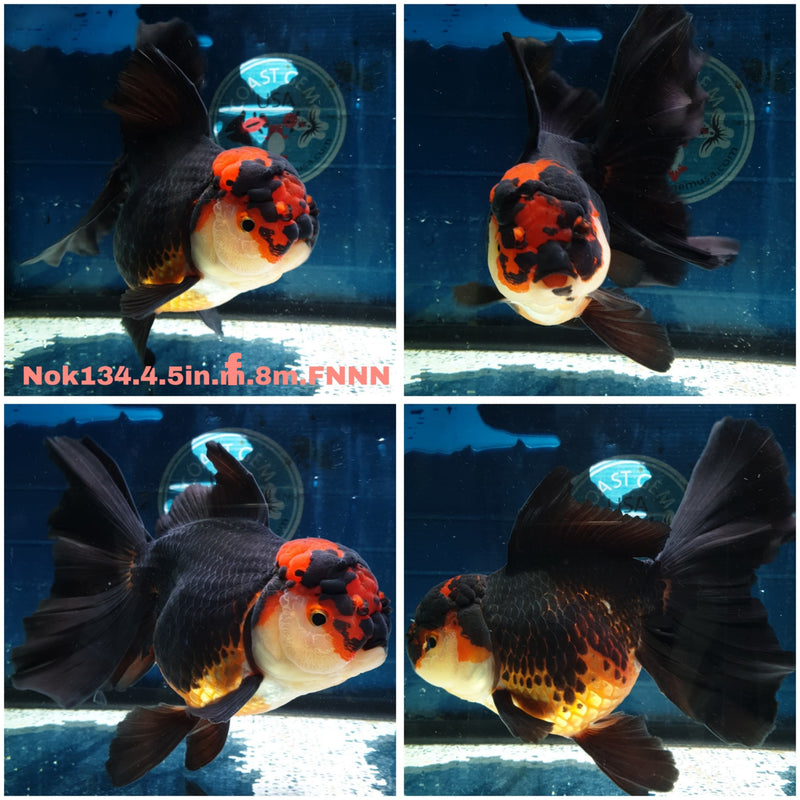 (NOK-134) Thai Jumbo Apache Orchid Tail Oranda 4.50 inch Body Male 8 Months Age