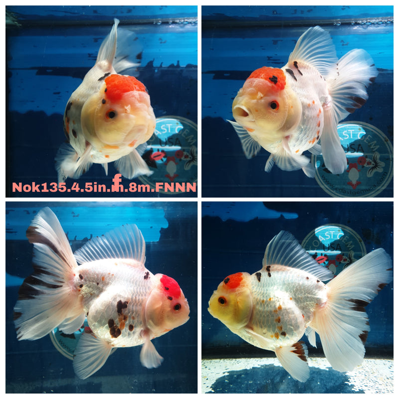 (NOK-135) Thai Jumbo Tri Color Orchid Tail Oranda 4.50 inch Body Male 8 Months Age