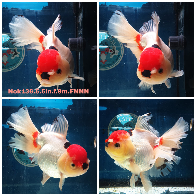(NOK-136) Thai Super Jumbo Tri Color Orchid Tail Oranda 5.50 inch Body Female 9 Months Age