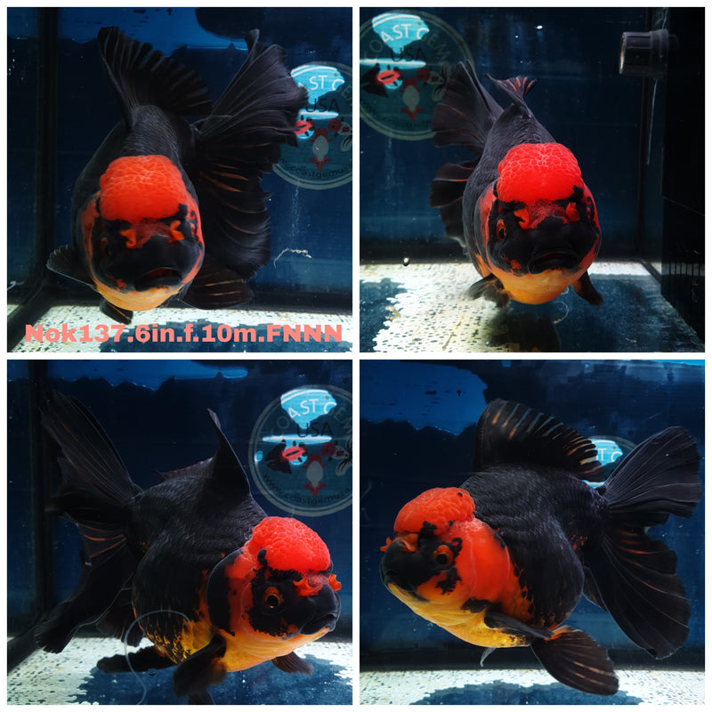 H(NOK-137) Thai Super Jumbo Apache Orchid Tail Oranda 6.00 inch Body Female 10 Months Age