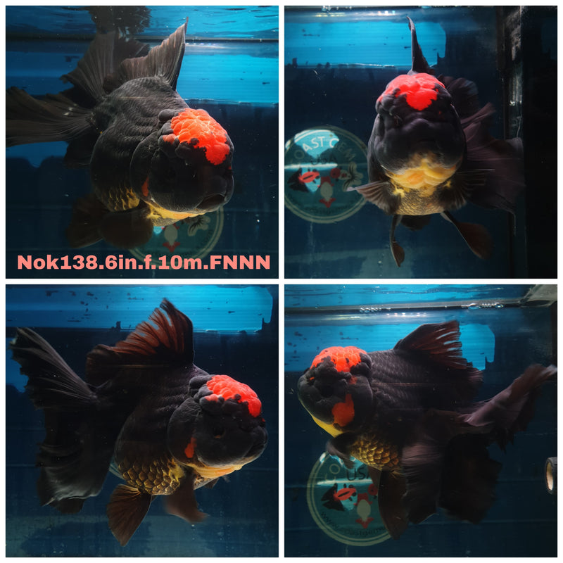 H(NOK-138) Thai Super Jumbo Apache Orchid Tail Oranda 6.00 inch Body Female 10 Months Age