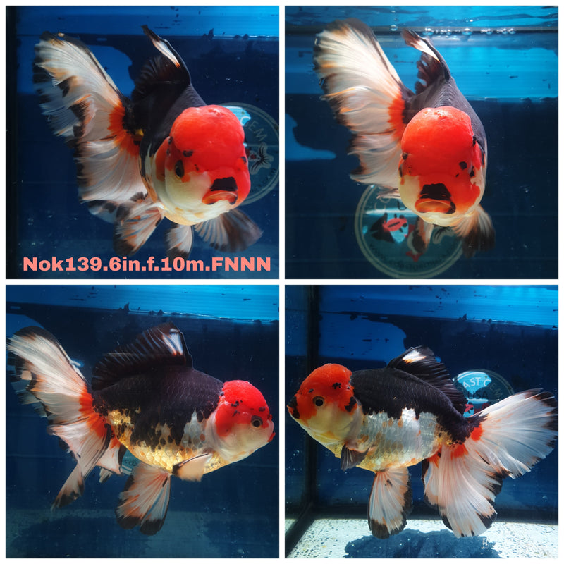 HERE(NOK-139) Thai Super Jumbo Tri Color Orchid Tail Oranda 6.00 inch Body Female 10 Months Age