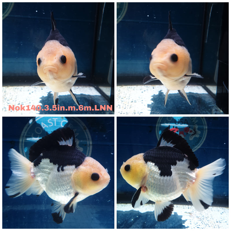 (NOK-140) Thai Lemon Head Panda Yuanbao Oranda 3.50 inch Body Male 6 Months Age
