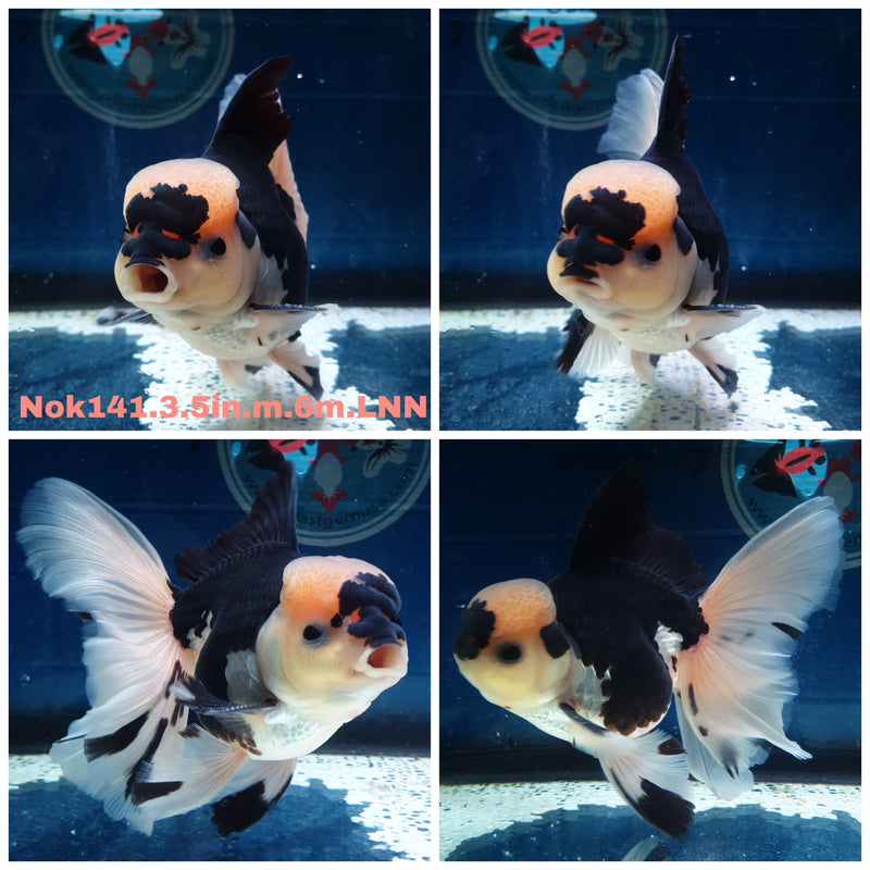 HERE(NOK-141) Thai Lemon Head Panda Orchid Tail Oranda 3.50 inch Body Male 6 Months Age