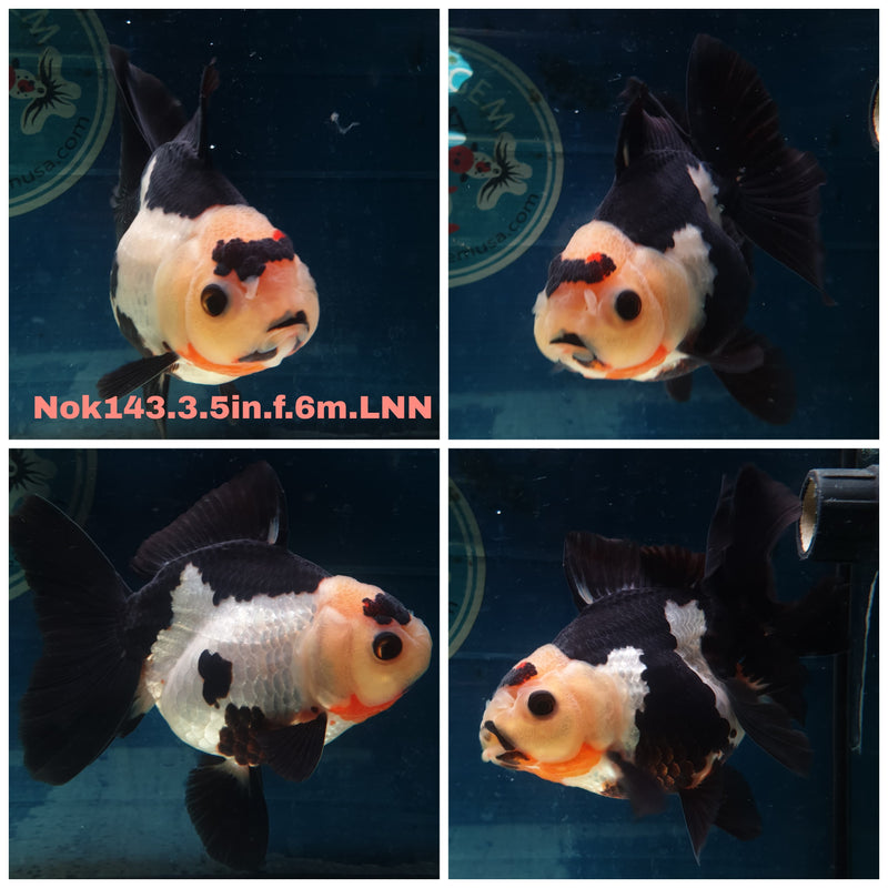 (NOK-143) Thai Tri Color Panda Yuanbao Oranda 3.50 inch Body Female 6 Months Age
