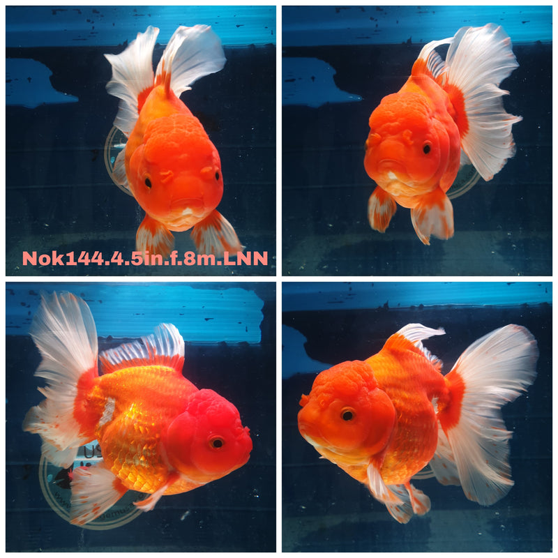 (NOK-144) Thai Jumbo Red Butterfly Orchid Tail Oranda 4.50 inch Body Female 8 Months Age