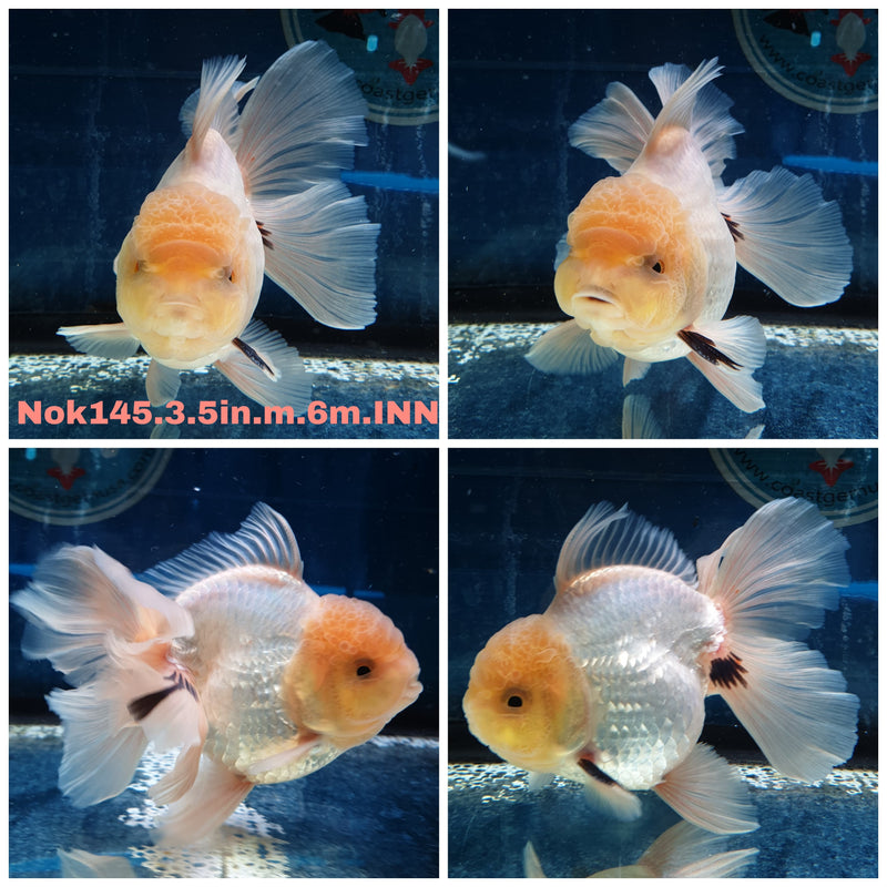 (NOK-145) Thai Lemon Head Orchid Tail Oranda 3.50 inch Body  Male 6 Months Age