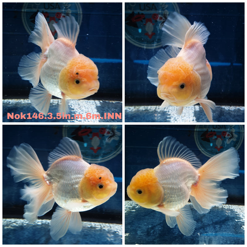 (NOK-146) Thai Lemon Head Orchid Tail Oranda 3.50 inch Body  Male 6 Months Age