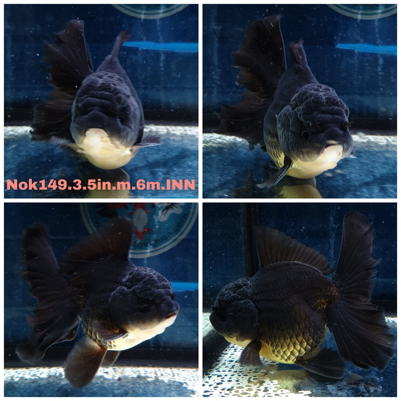 (NOK-149) Thai Black Orchid Tail Oranda 3.50 inch Body  Male 6 Months Age
