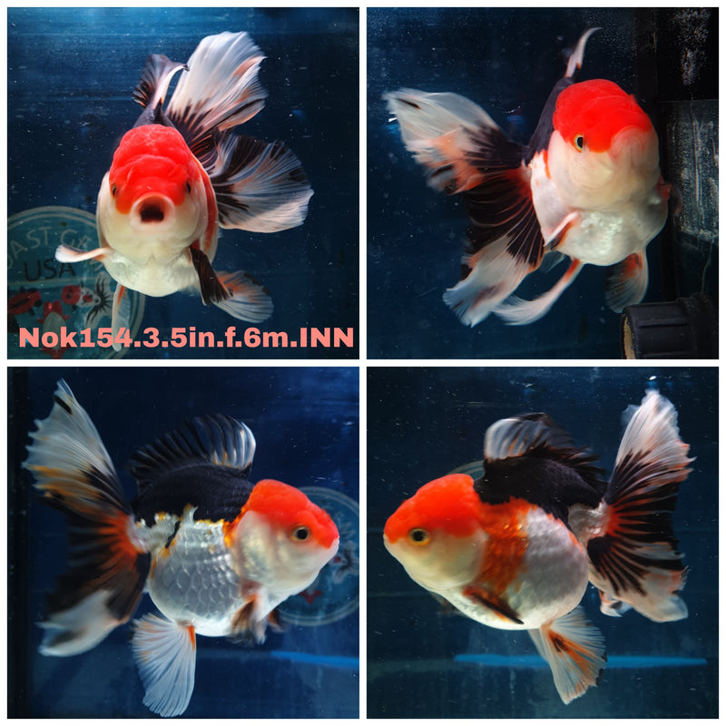 (NOK-154) Thai Tri Color Orchid Tail Oranda 3.50 inch Body  Female 6 Months Age