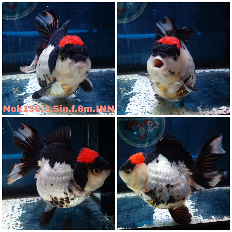 (NOK-156) Thai Tri Color Orchid Tail Oranda 3.50 inch Body  Female 6 Months Age