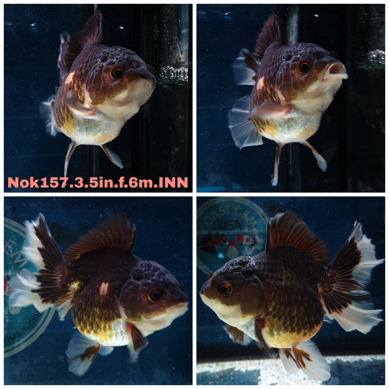(NOK-157) Thai Apache Orchid Tail Oranda 3.50 inch Body  Female 6 Months Age
