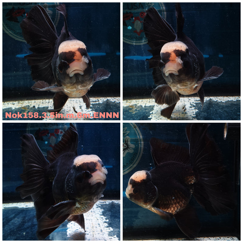 (NOK-158) Thai Black Lemon Head Orchid Tail Oranda 3.50 inch Body  Male 6 Months Age
