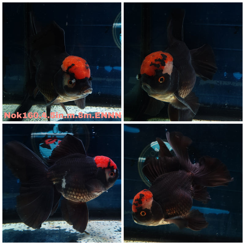 (NOK-160) Thai Jumbo Black Red Head Orchid Tail Oranda 4.50 inch Body  Male 8 Months Age