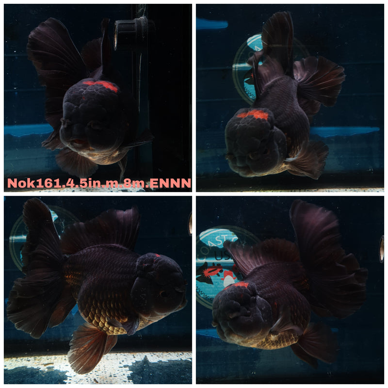 (NOK-161) Thai Jumbo Black Red Head Orchid Tail Oranda 4.50 inch Body  Male 8 Months Age