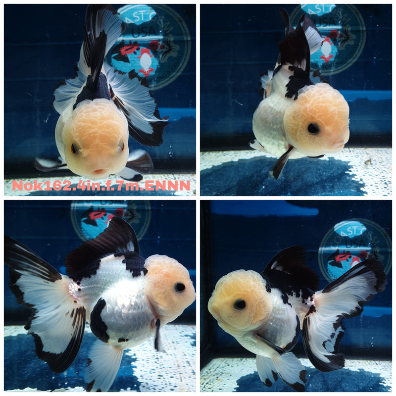 H(NOK-162) Thai Panda Orchid Tail Oranda 4.00 inch Body Female 7 Months Age