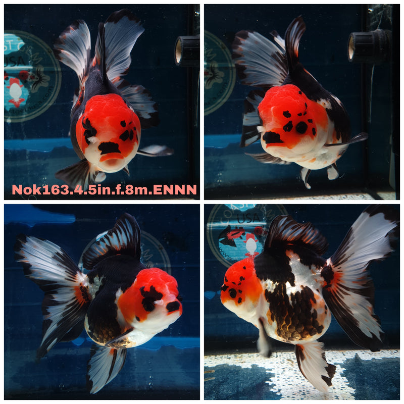 (NOK-163) Thai Jumbo Tri Color Orchid Tail Oranda 4.50 inch Body  Female 8 Months Age
