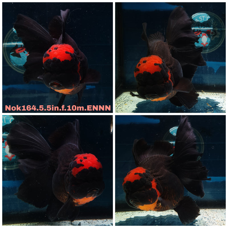 H(NOK-164) Thai Super Jumbo Black Red Head Orchid Tail Oranda 5.50 inch Body  Female 10 Months Age
