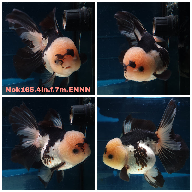 (NOK-165) Thai Panda Orchid Tail Oranda 4.00 inch Body Female 7 Months Age