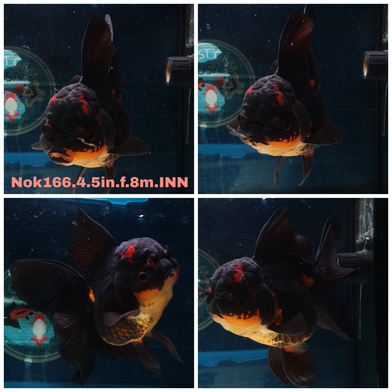 (NOK-166) Thai Jumbo Apache Orchid Tail Oranda 4.50 inch Body  Female 8 Months Age