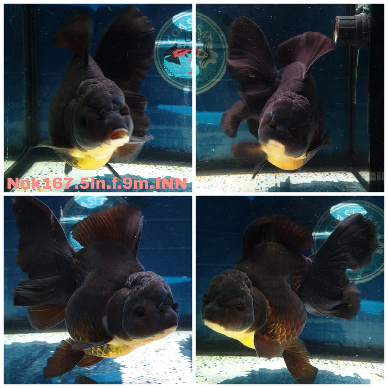 (NOK-167) Thai Jumbo Black Orchid Tail Oranda 5.00 inch Body  Female 9 Months Age