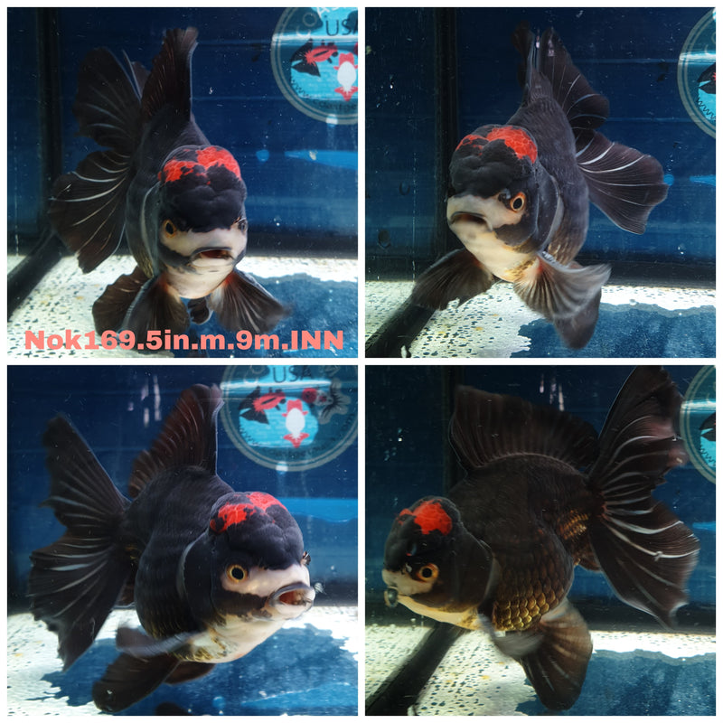 (NOK-169) Thai Jumbo Black Red Head Orchid Tail Oranda 5.00 inch Body  Male 9 Months Age