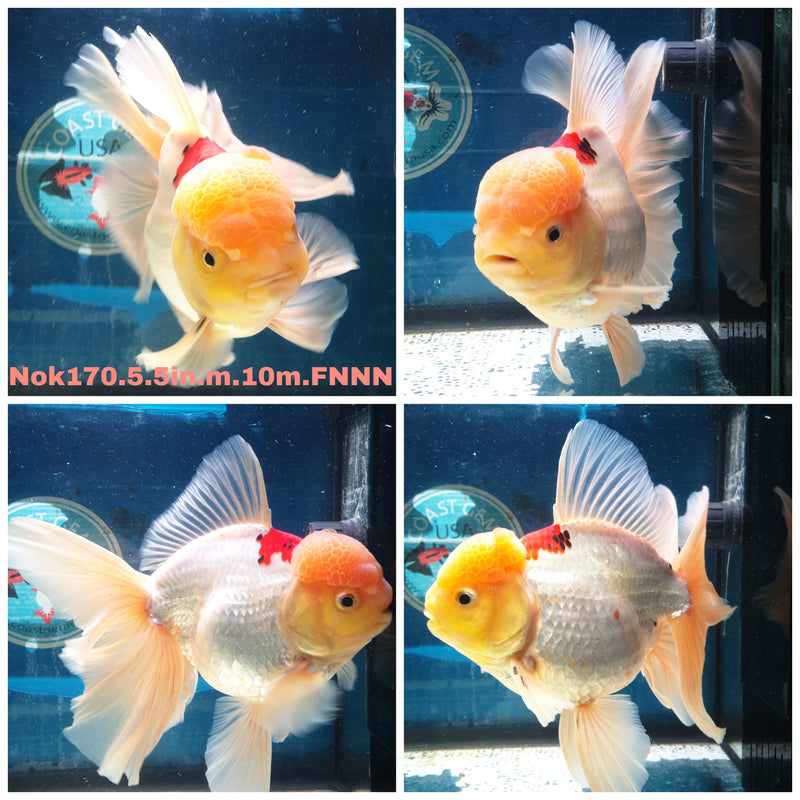 (NOK-170) Thai Super Jumbo Lemon Head Orchid Tail Oranda 5.50 inch Body  Male 10 Months Age