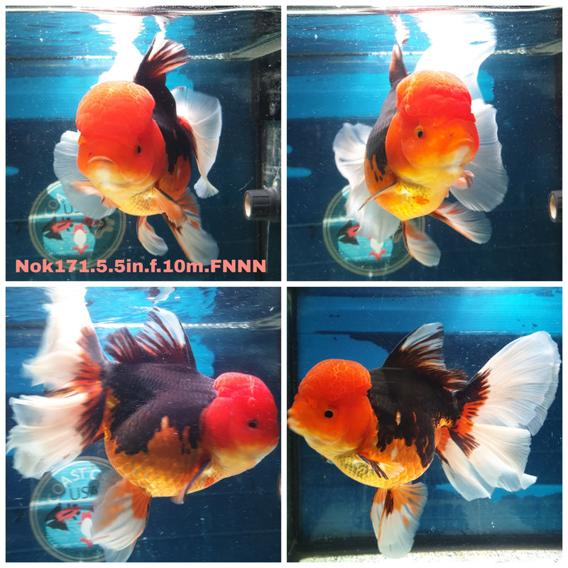 H(NOK-171) Thai Super Jumbo Apache Orchid Tail Oranda 5.50 inch Body  Female 10 Months Age