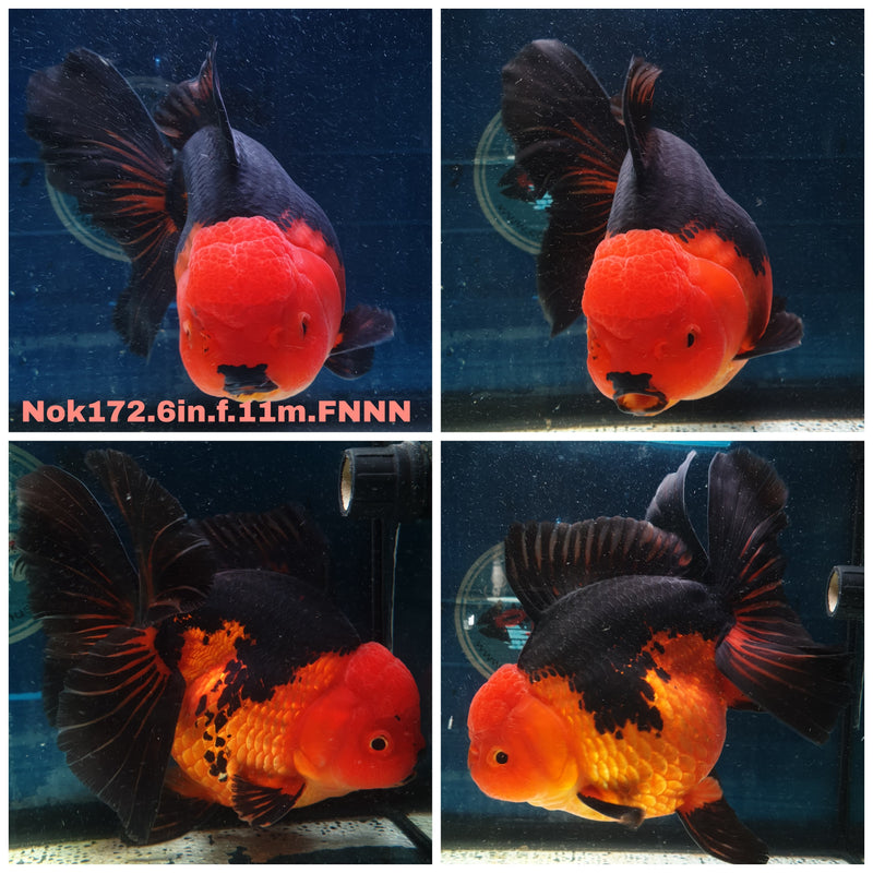 (NOK-172) Thai Super Jumbo Apache Orchid Tail Oranda 6.00 inch Body  Female 11 Months Age