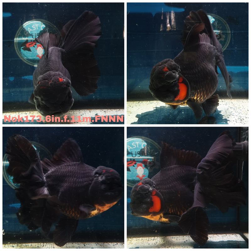 (NOK-173) Thai Super Jumbo Apache Orchid Tail Oranda 6.00 inch Body  Female 11 Months Age