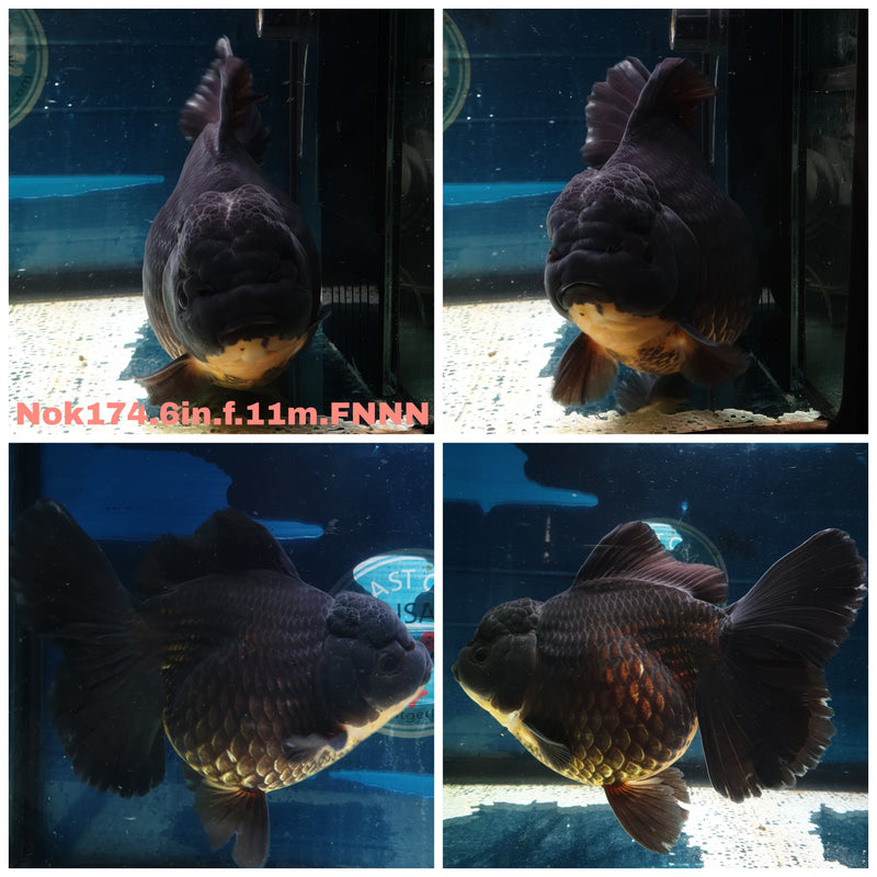 (NOK-174) Thai Super Jumbo Black Orchid Tail Oranda 6.00 inch Body  Female 11 Months Age