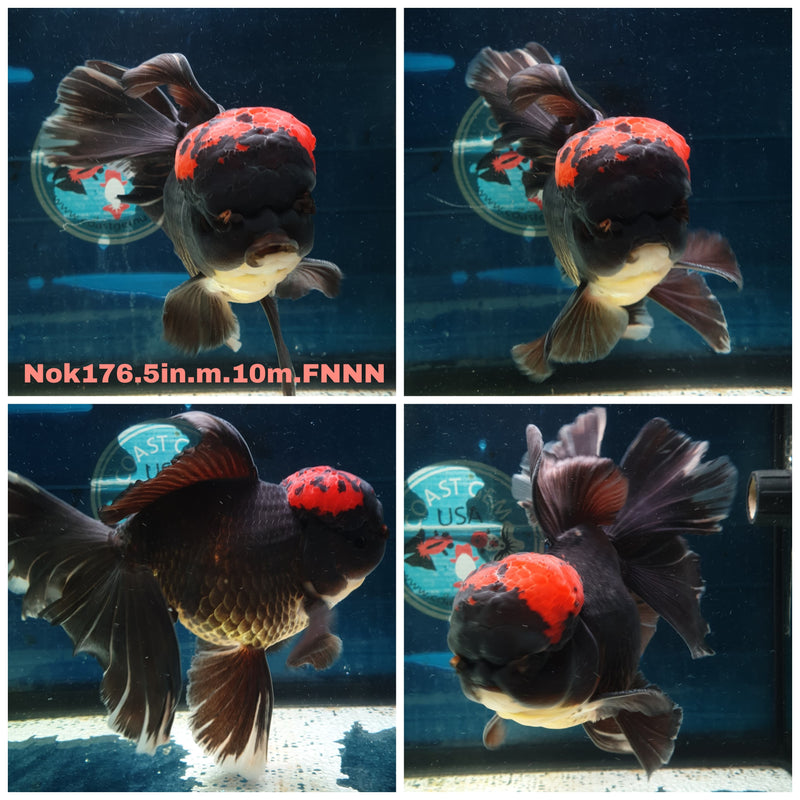 (NOK-176) Thai Jumbo Black Red Head Orchid Tail Oranda 5.00 inch Body  Male 10 Months Age